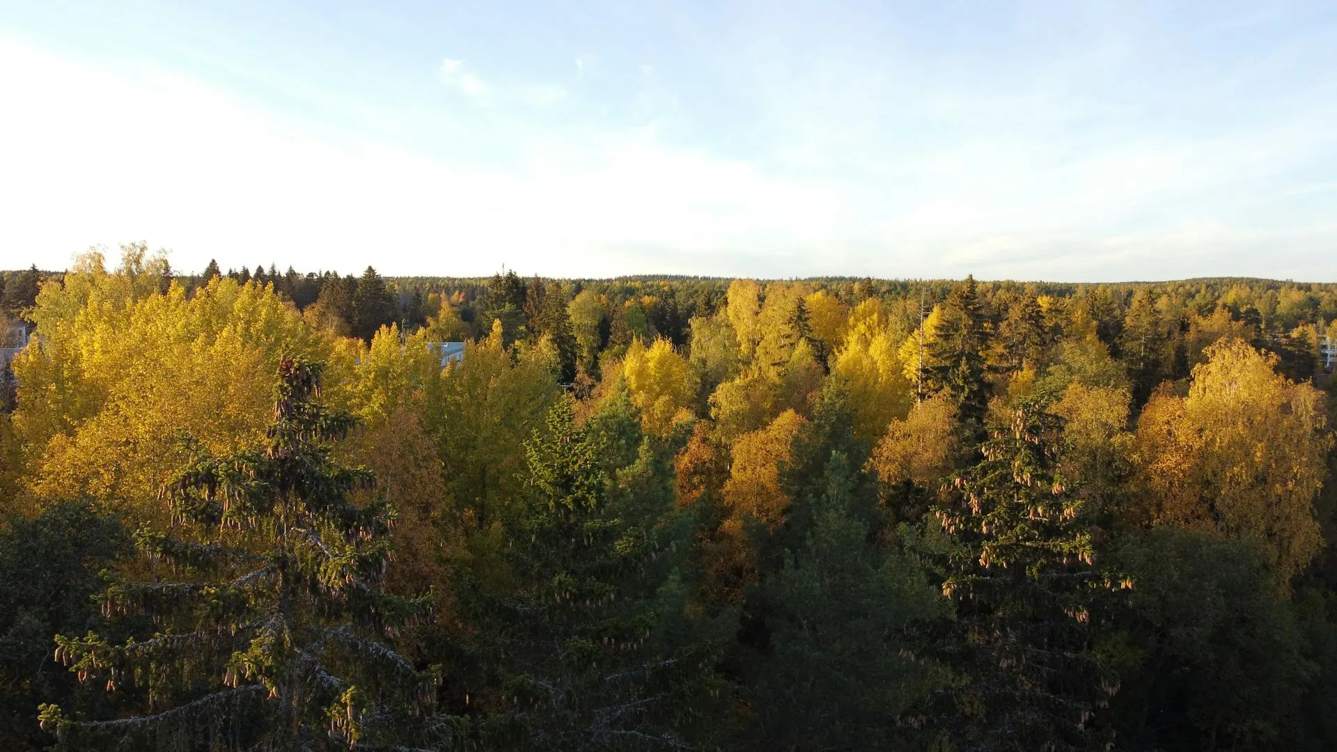 Panoraamanäkymä syksyiseen metsään, jossa on keltaisia, vihreitä ja ruskeita puita sinisen taivaan alla.